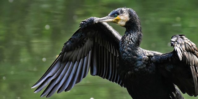 cormoran, cormorani, cormorani petre daea