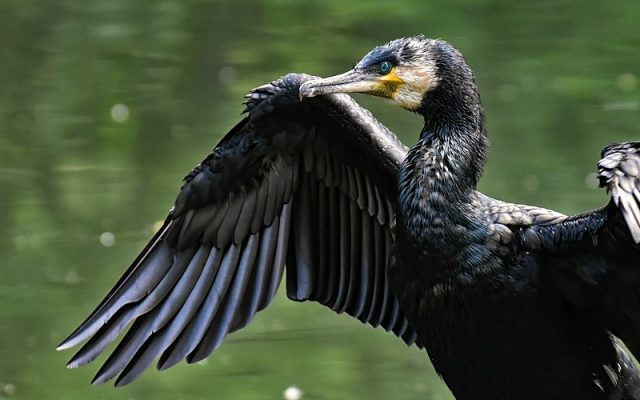 cormoran, cormorani, cormorani petre daea