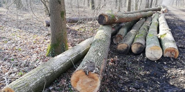 Deputatul USR Filip Havârneanu cere includerea pădurii Bârnova Repedea din Iași în lista ariilor naturale protejate pentru a preveni defrișările ilegale din zonă