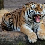 tigru, zoo, pexels