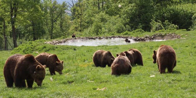 Cotele de sacrificare a urşilor bruni pentru anul următor se vor stabili în baza consultărilor între reprezentanţii Guvernului şi cei ai Academiei Române