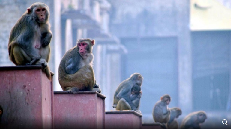 https://cdn.g4media.ro/wp-content/uploads/2020/05/Screenshot_2020-05-29-Coronavirus-Scare-Death-of-15-Monkeys-Creates-Panic-in-Uttar-Pradesh-Village-The-Weather-Channel.jpg