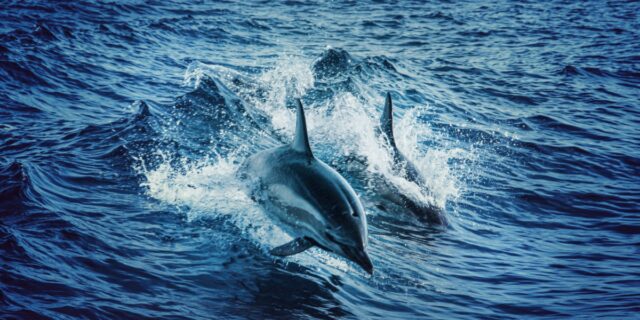 delfini mare pexels2
