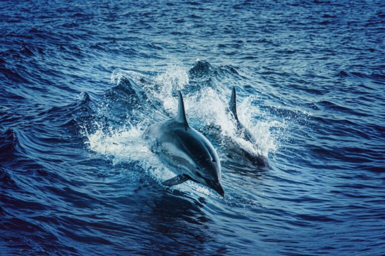 delfini mare pexels2