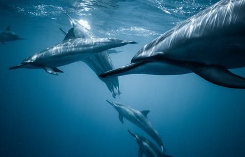 delfini mare pexels3