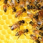 miere, albine, fagure, apicultura