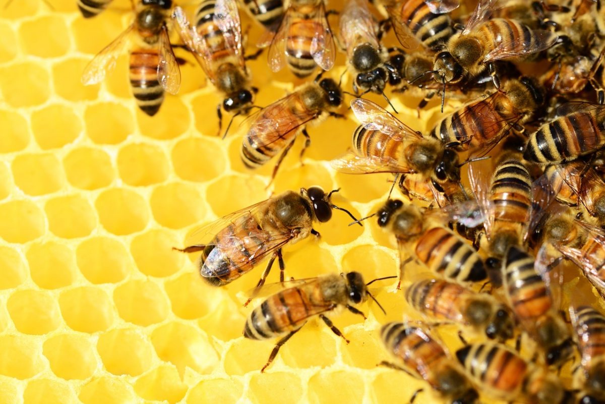 miere, albine, fagure, apicultura