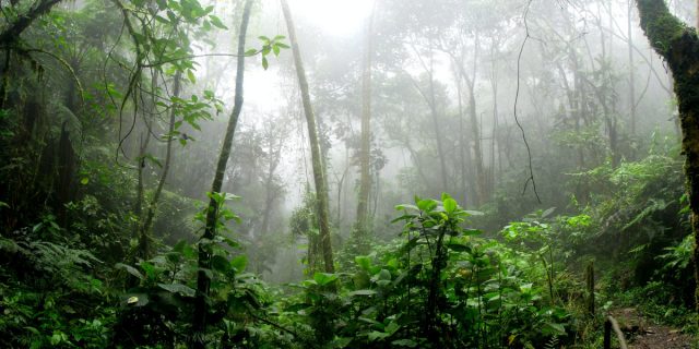 amazon-padure tropicala