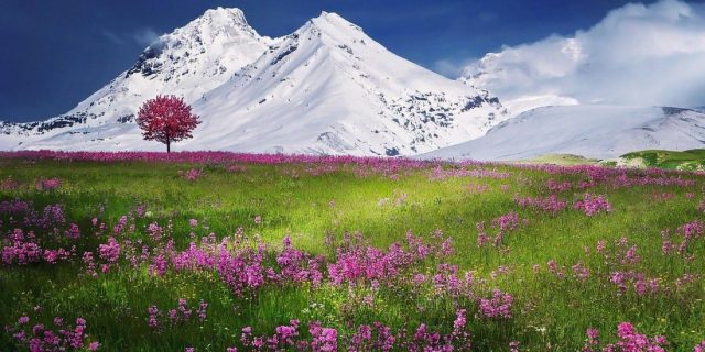 alpi, munte, zapada, flori. sursa foto: pixabay.com