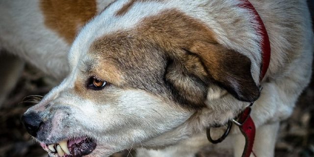 Maramureş: Câine diagnosticat cu rabie după capturare și deces / Angajații din adăpost vaccinați / Mai multe animale din gospodării eutanasiate