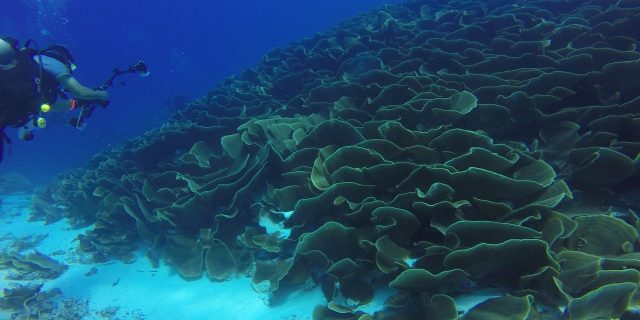 scufundari mare corali vietuitoare marine