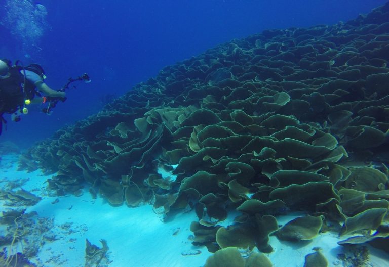 scufundari mare corali vietuitoare marine