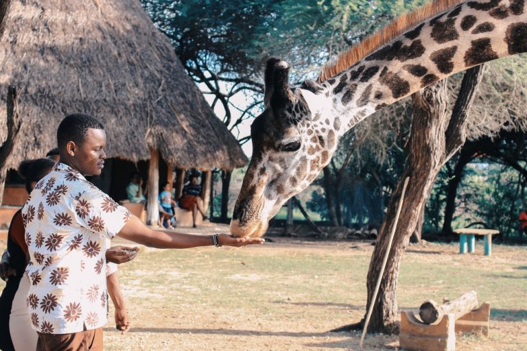 kenya animale africa girafa