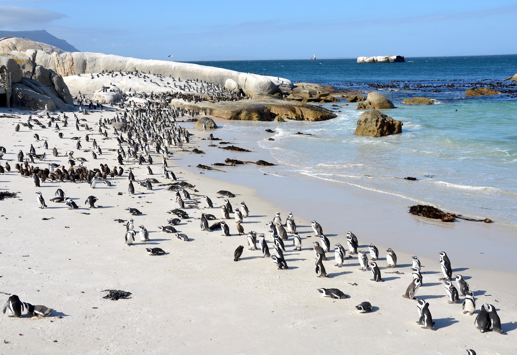 STUDIU Pingunii africani, specie amenințată, sunt alungați din habitatul natural de pe coastele de est ale Africii de Sud din cauza zgomotului navelor