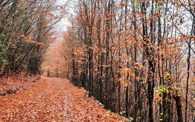 widow Royal family Scandalous Din lipsa finanţării, lemnul putrezeşte în păduri inaccesibile / Federaţia  Proprietarilor de Păduri şi Păşuni din România cere majorarea finanţării  sectorului pădurii prin Planul Naţional Strategic