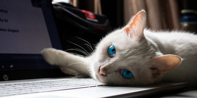 pisica laptop