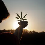 canabis, drog, joint, cannabis