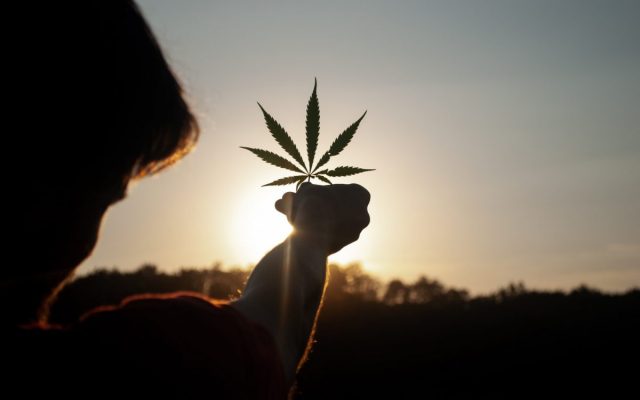 canabis, drog, joint, cannabis