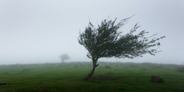 vant copac furtuna, vremea, meteo, vijelie