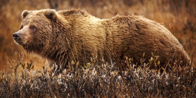 Primăria Băile Tușnad dezvoltă o aplicație care avertizează despre prezența urșilor / Prin BearWatch, locuitorii pot transmite informații și fotografii cu urșii