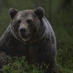 urs, ursi, animale salbatice, fauna