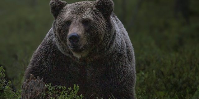 urs, ursi, animale salbatice, fauna