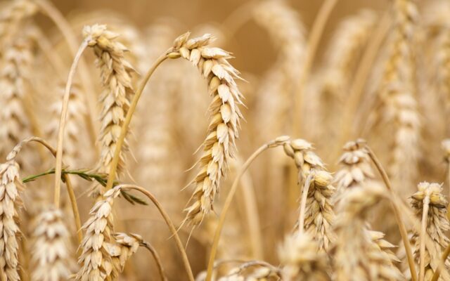 grau, cereale, recolta, agricultura
