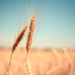 grau cereale recolta agricultura