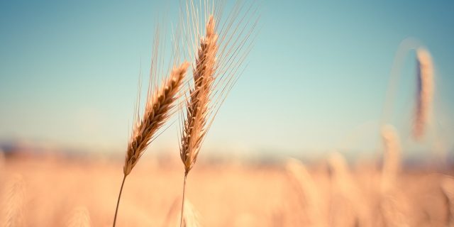 grau cereale recolta agricultura