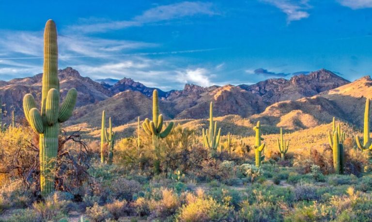 cactus, sua, statele unite, desert, american, colorado, nevada, arizona, utah, vestul salbatic