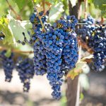 vin vinuri struguri soi fructe vie vita de vie