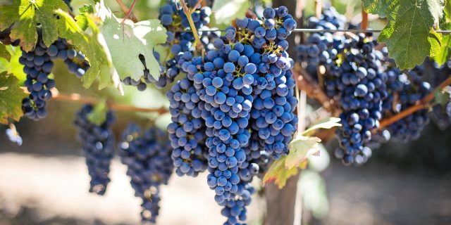 vin vinuri struguri soi fructe vie vita de vie