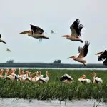 delta dunarii pelicani