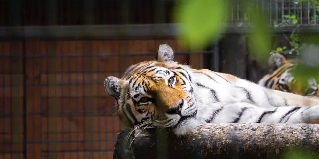 tigru felina zoo