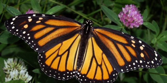 fluture monarh, insecta, natura, america de nord, padure