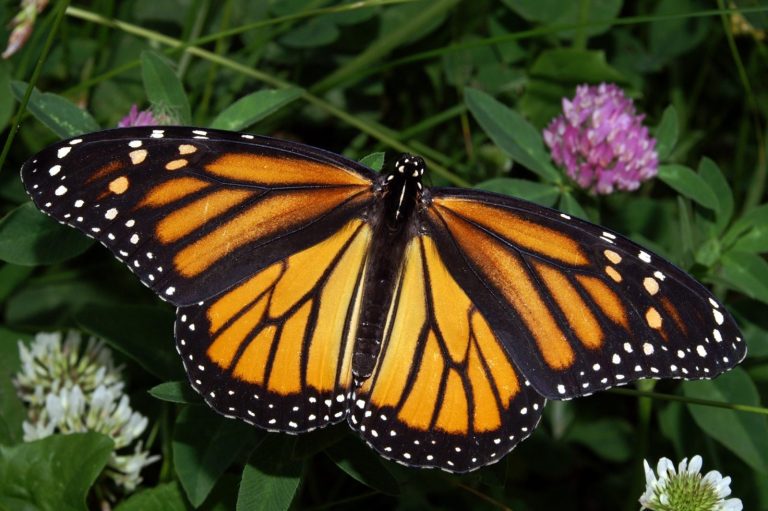 fluture monarh, insecta, natura, america de nord, padure