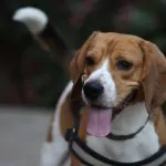 caine, beagle