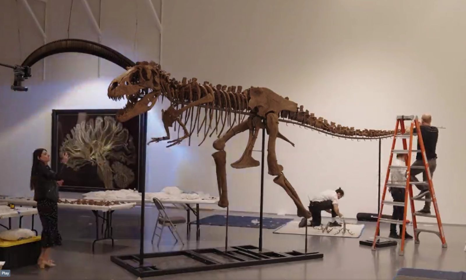 „Gorgosaurus”: Scheletul unui dinozaur care a trăit în urmă cu 76 de milioane de ani, scos la licitație la New York