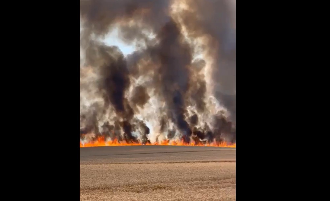 VIDEO Incendiu violent într-un câmp, în județul Timiș