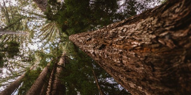 sequoia padure copaci natura