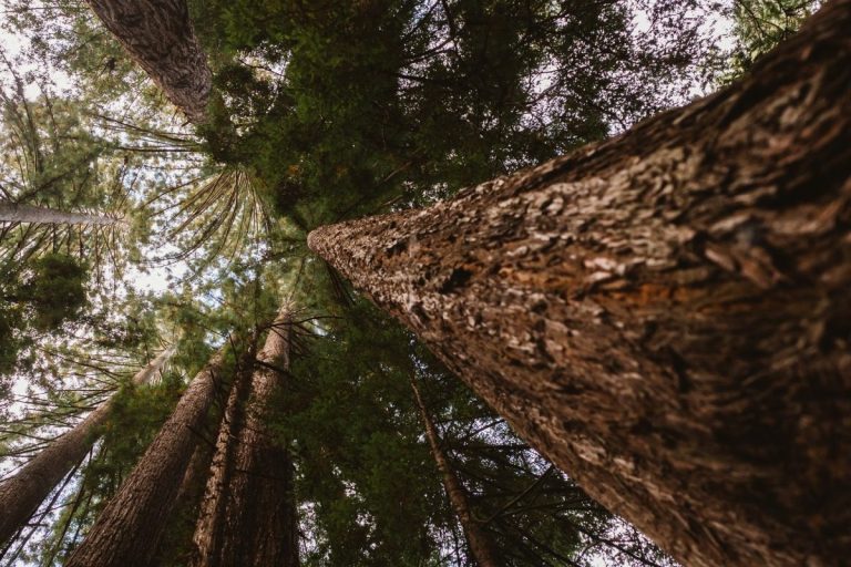 sequoia padure copaci natura