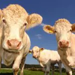 vaci, pajiste, campie, pascut, animale, agricultura