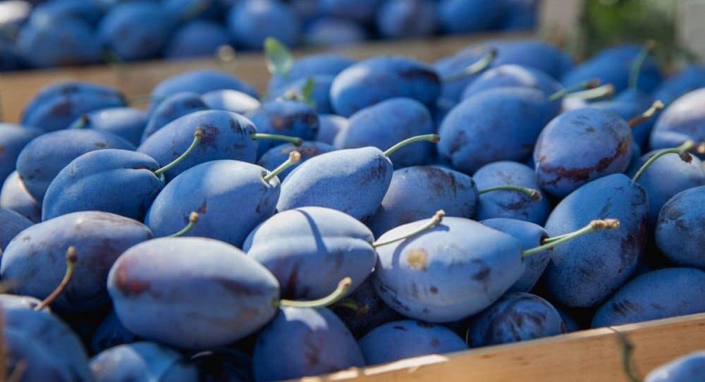 Bruxellesul ridică cotele pentru exporturile de fructe din Moldova / Moscova a impus noi embargouri acestor produse