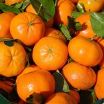 citrice, mandarine, clementine