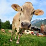 vaci, Elveția, Alpi