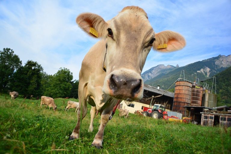 vaci, Elveția, Alpi