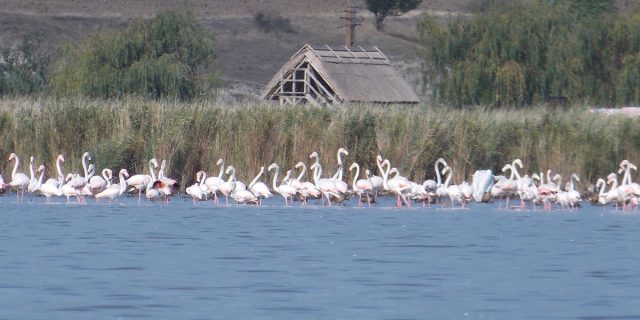 pasari flamingo jurilovca razim sinoe