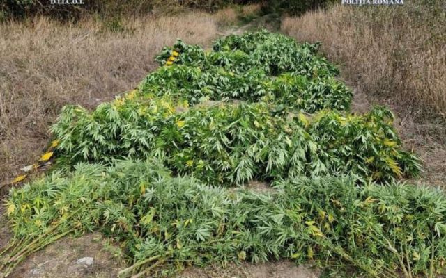 canabis plante marijuana politia romana cultura2