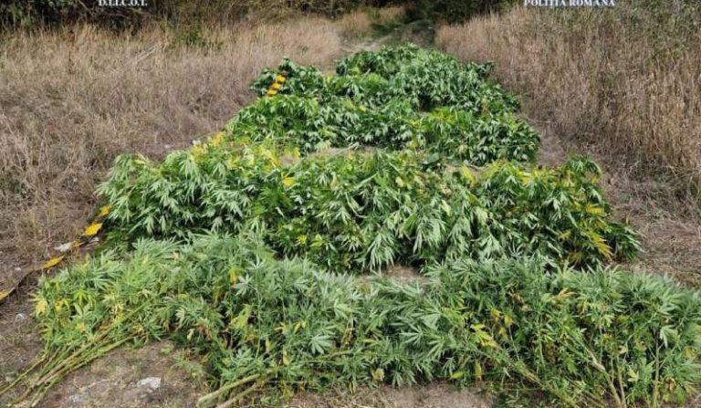 canabis plante marijuana politia romana cultura2