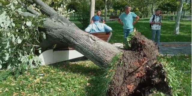 copac cazut radacini putrezite parc slatina